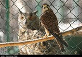 Birds of Prey Fly Back into The Wild after Rehabilitation in Iran
