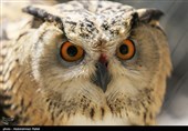 Birds of Prey Fly Back into The Wild after Rehabilitation in Iran
