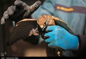 Birds of Prey Fly Back into The Wild after Rehabilitation in Iran