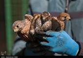 Birds of Prey Fly Back into The Wild after Rehabilitation in Iran