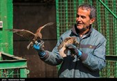 Birds of Prey Fly Back into The Wild after Rehabilitation in Iran