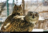 Birds of Prey Fly Back into The Wild after Rehabilitation in Iran