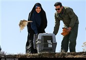Birds of Prey Fly Back into The Wild after Rehabilitation in Iran