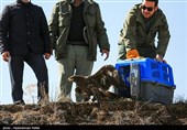 Birds of Prey Fly Back into The Wild after Rehabilitation in Iran