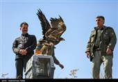 Birds of Prey Fly Back into The Wild after Rehabilitation in Iran