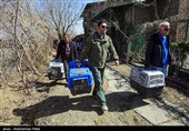 Birds of Prey Fly Back into The Wild after Rehabilitation in Iran