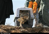 Birds of Prey Fly Back into The Wild after Rehabilitation in Iran