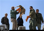Birds of Prey Fly Back into The Wild after Rehabilitation in Iran