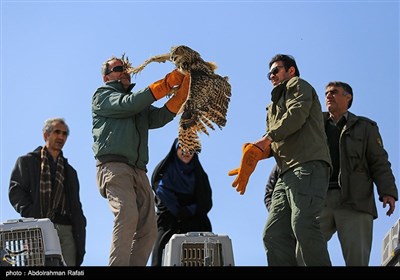 رهاسازی پرندگان شکاری در طبیعت-همدان