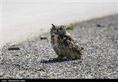 Birds of Prey Fly Back into The Wild after Rehabilitation in Iran
