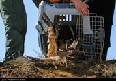 Birds of Prey Fly Back into The Wild after Rehabilitation in Iran