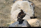 Birds of Prey Fly Back into The Wild after Rehabilitation in Iran