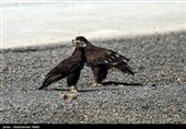 Birds of Prey Fly Back into The Wild after Rehabilitation in Iran