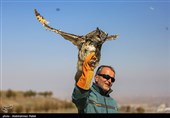 Birds of Prey Fly Back into The Wild after Rehabilitation in Iran