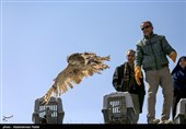 Birds of Prey Fly Back into The Wild after Rehabilitation in Iran