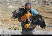 Birds of Prey Fly Back into The Wild after Rehabilitation in Iran