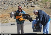 Birds of Prey Fly Back into The Wild after Rehabilitation in Iran