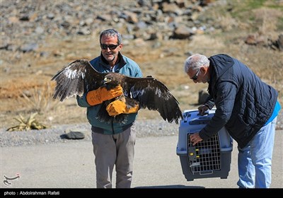 رهاسازی پرندگان شکاری در طبیعت-همدان