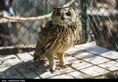 Birds of Prey Fly Back into The Wild after Rehabilitation in Iran