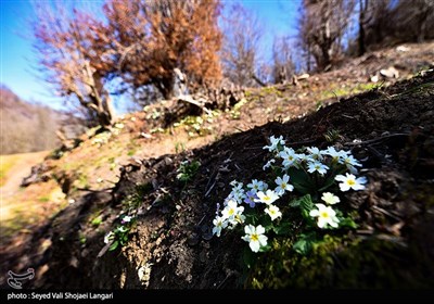 استشمام بوی سیر در جنگلهای هیرکانی