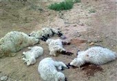 تلف و زخمی شدن 32 گوسفند در اثر حمله گرگ‌ها