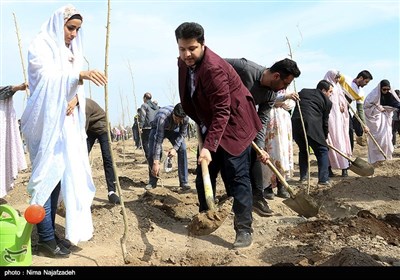 چرا باید "درختکاری" را جدی بگیریم؟/ چه "درختان مثمری" مناسب کاشت در تهران هستند؟ 