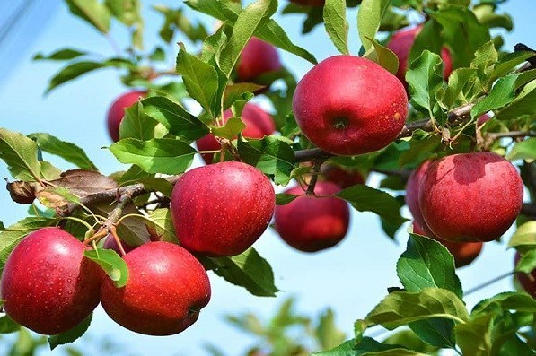 احداث کارخانه تولید پوره سیب و گوجه فرنگی در کهگیلویه و بویراحمد