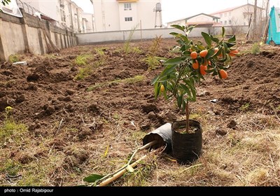 آغاز کاشت یکصدهزار درخت در روز درختکاری در هرمزگان
