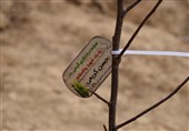 کاشت درخت به یاد شهدا به یک نهضت در استان مرکزی تبدیل شده است