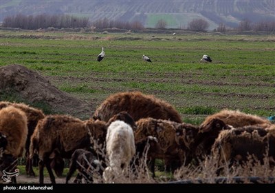 همزیستی لک لک ها در روستای کپر جودکی بروجرد با مردم روستا