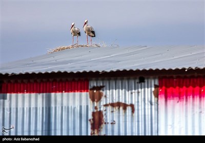 همزیستی لک لک ها در روستای کپر جودکی بروجرد با مردم روستا