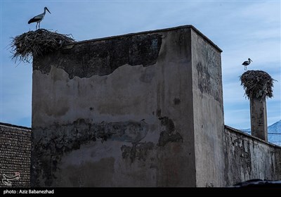 همزیستی لک لک ها در روستای کپر جودکی بروجرد با مردم روستا