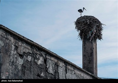 همزیستی لک لک ها در روستای کپر جودکی بروجرد با مردم روستا