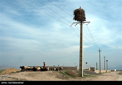 همزیستی لک لک ها در روستای کپر جودکی بروجرد با مردم روستا