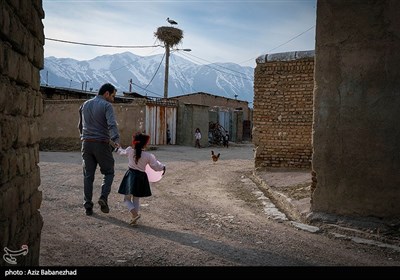 همزیستی لک لک ها در روستای کپر جودکی بروجرد با مردم روستا