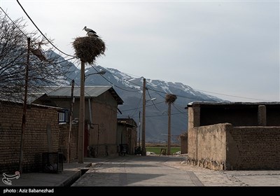 همزیستی لک لک ها در روستای کپر جودکی بروجرد با مردم روستا