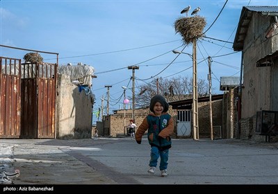 همزیستی لک لک ها در روستای کپر جودکی بروجرد با مردم روستا