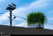 پناهگاه 50 ساله لکلکها در لرستان/ سفر به روستای کپر جودکی