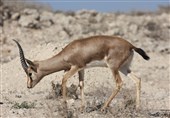 تاراج طبیعت در سایه بیتفاوتی؛ میراث هرمزگان و قشم در خطر