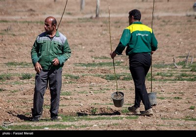 هفته درختکاری در کرمانشاه