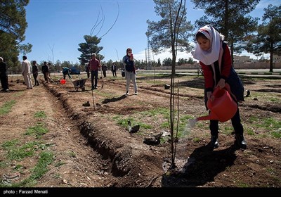 هفته درختکاری در کرمانشاه