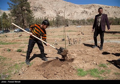 هفته درختکاری در کرمانشاه