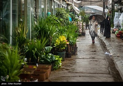 بازار گل و گیاه محلاتی در آستانه سال نو