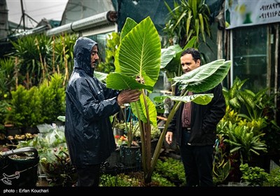 بازار گل و گیاه محلاتی در آستانه سال نو