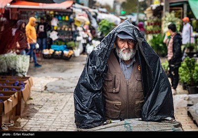 بازار گل و گیاه محلاتی در آستانه سال نو