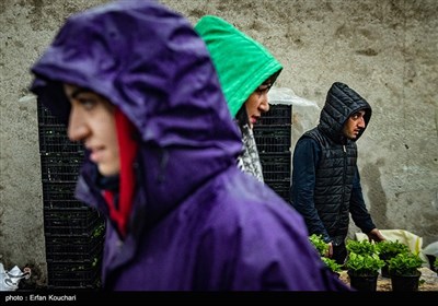 بازار گل و گیاه محلاتی در آستانه سال نو