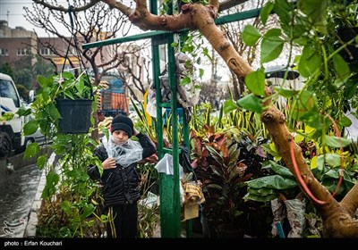 بازار گل و گیاه محلاتی در آستانه سال نو