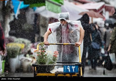 بازار گل و گیاه محلاتی در آستانه سال نو