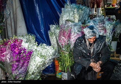 بازار گل و گیاه محلاتی در آستانه سال نو