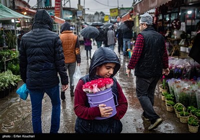 بازار گل و گیاه محلاتی در آستانه سال نو